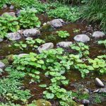 How to Grow Wasabi