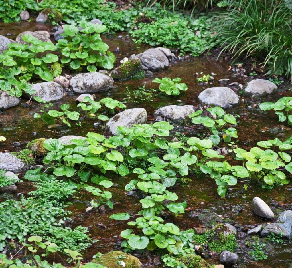 How to Grow Wasabi