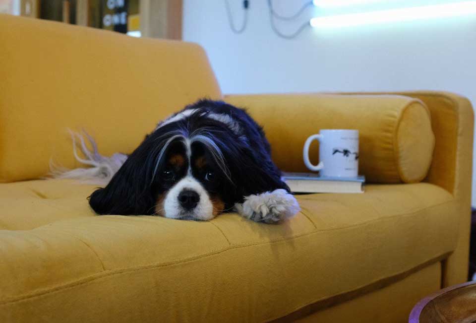 pet-friendly-cleaner-buckeye