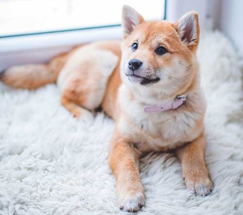 pet-friendly-cleaner-virgin