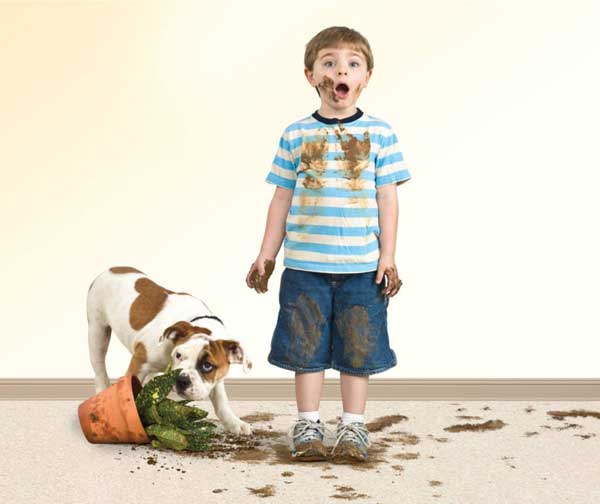 pet-stain-remover-lowell